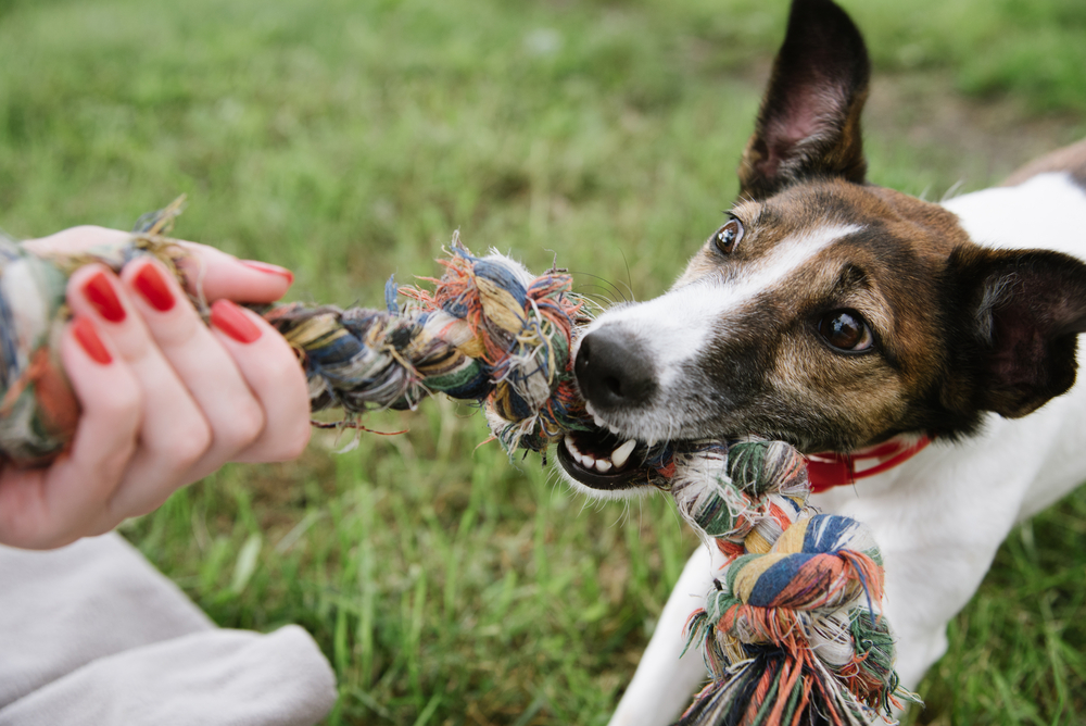 Dog playing in park Shutterstock © Karpova