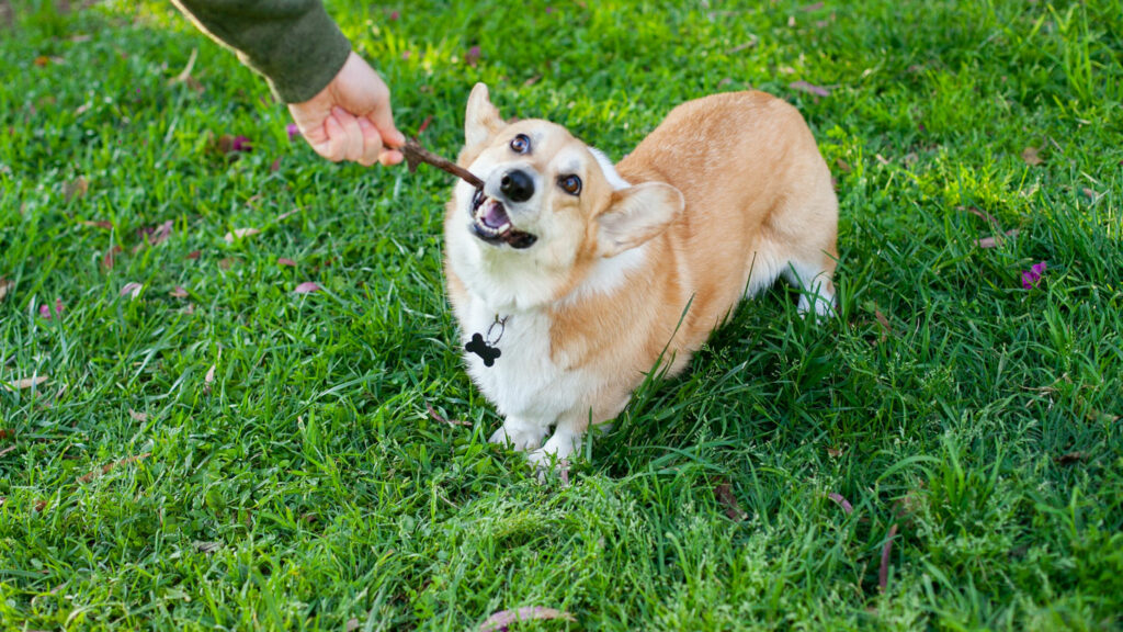 Dog playing in a dog park in Lovejoy Georgia