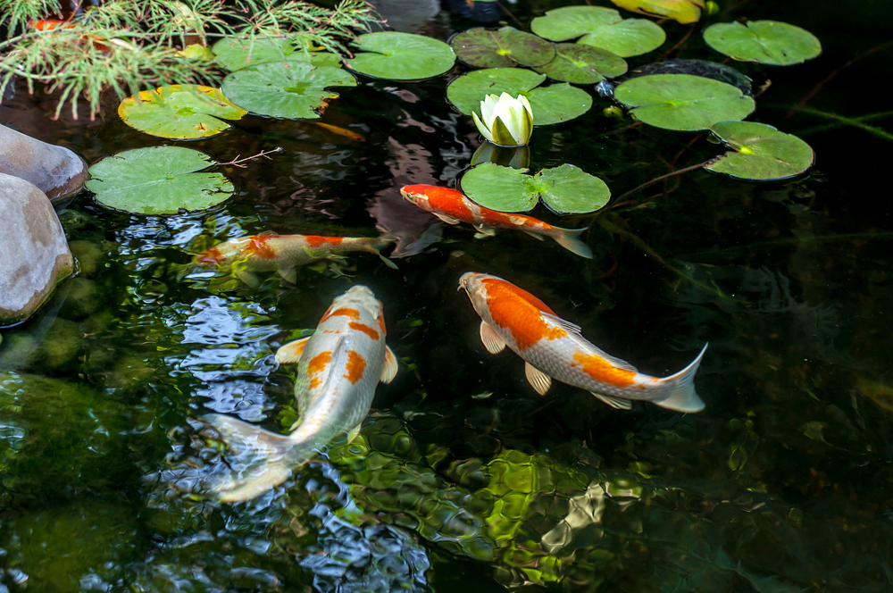 Koi pond at Lewis Vaughn Botanical Gardens in Conyers ©https://www.shutterstock.com/image-photo/colorful-decorative-fish-float-artificial-pond-675595789