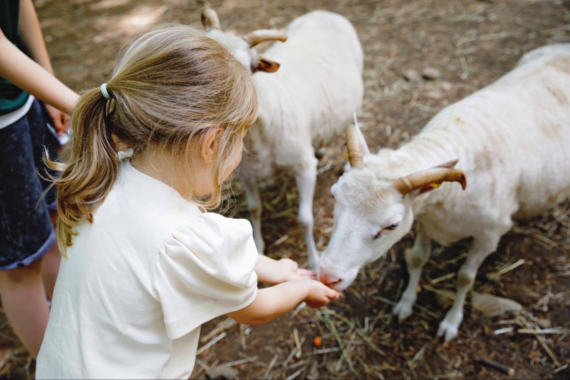 Kid petting a goat ©Irina WS