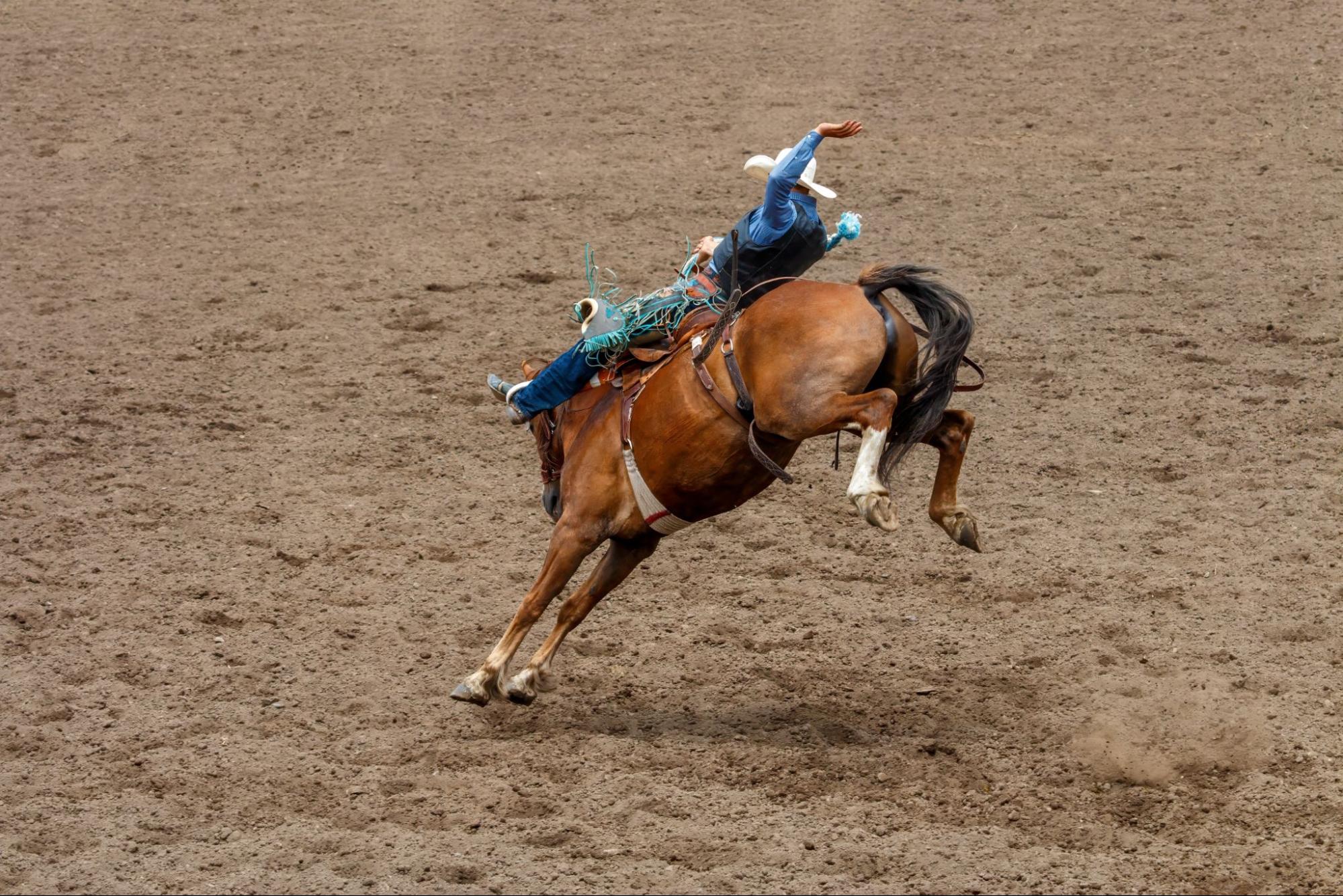 man bucking a horse ©Timothy S. Allen